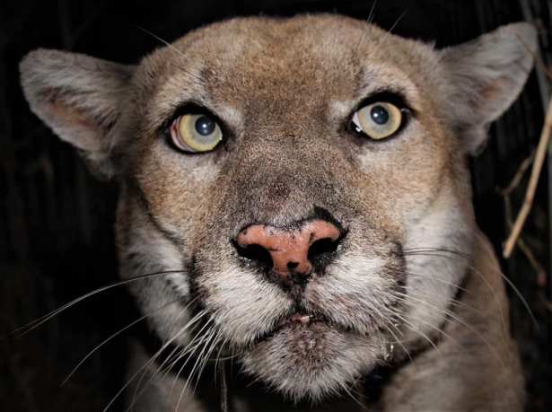 P-22 mountain lion