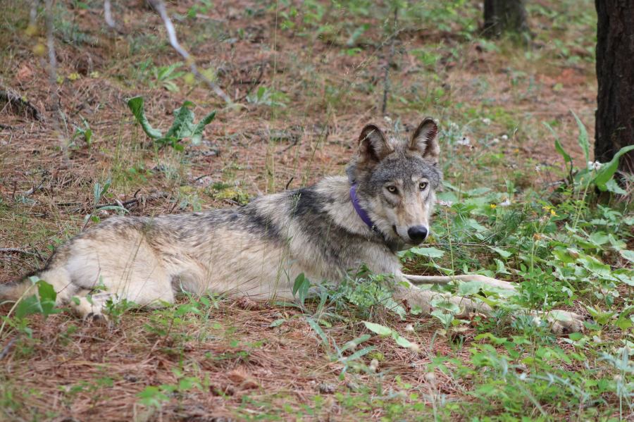 A GPS-collared gray wolf is seen in an undated photo released by the California Department of fish and Wildlife.