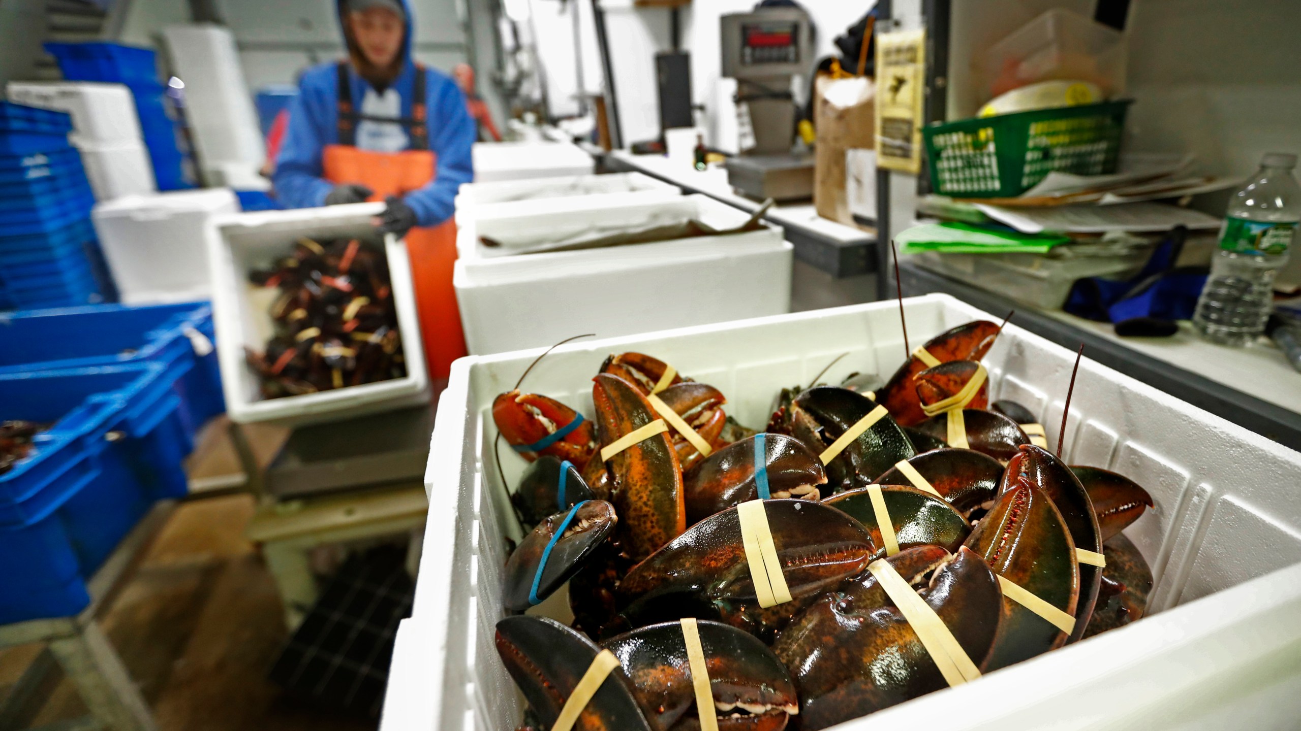 In this Sept. 11, 2018, file photo, lobsters are packed at a shipping facility in Arundel, Maine. (AP Photo/Robert F. Bukaty)