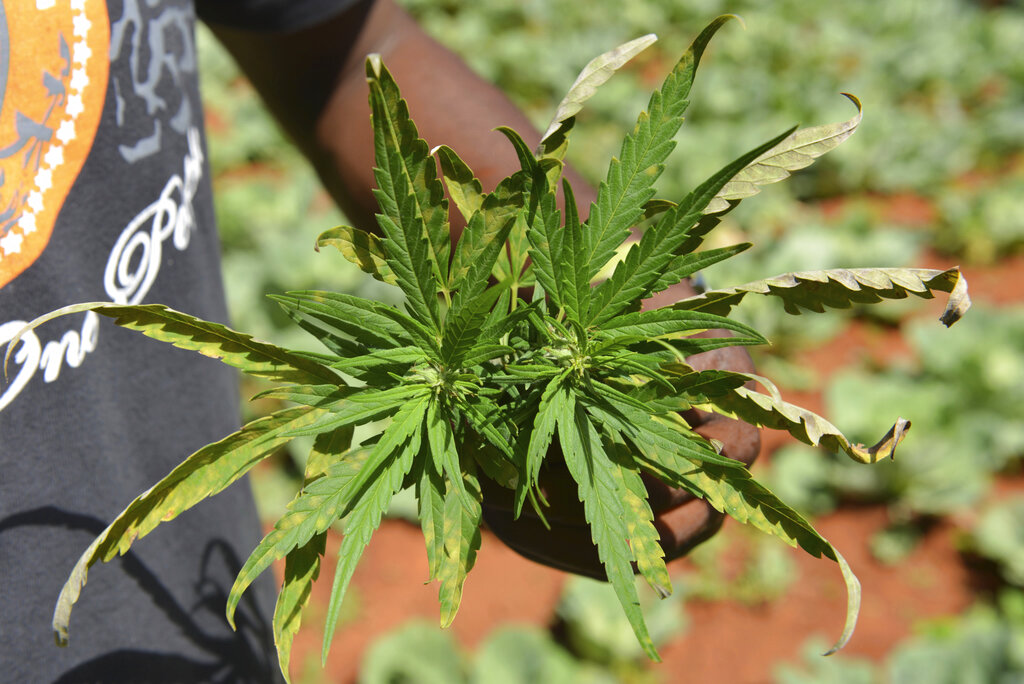 In this Aug. 29, 2013 file photo, farmer Breezy shows off the distinctive leaves of a marijuana plant during a tour of his plantation in Jamaica's central mountain town of Nine Mile. While the island has a regulated medical marijuana industry and decriminalized small amounts of weed in 2015, it is running low on the illegal market, due to heavy heavy rains followed by extended drought, an increase in consumption and a drop in the number of traditional marijuana farmers. (AP Photo/David McFadden, File)