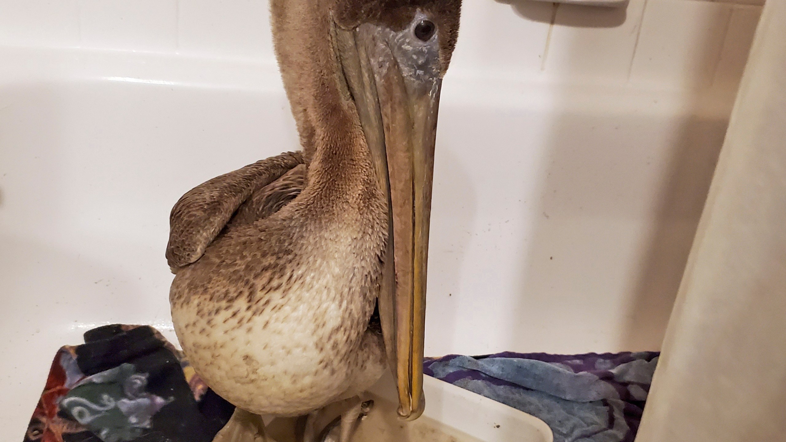 In this Feb. 4, 2021, photo provided by the Busch Wildlife Sanctuary, Arvy, a brown pelican rescued from the icy Connecticut River on Jan. 27, sits in a bathtub at the home of Busch Wildlife Sanctuary hospital director Stephanie Franczak in Florida after the bird was flown to the Jupiter, Fla., wildlife sanctuary. (Stephanie Franczak/Busch Wildlife Sanctuary via AP)