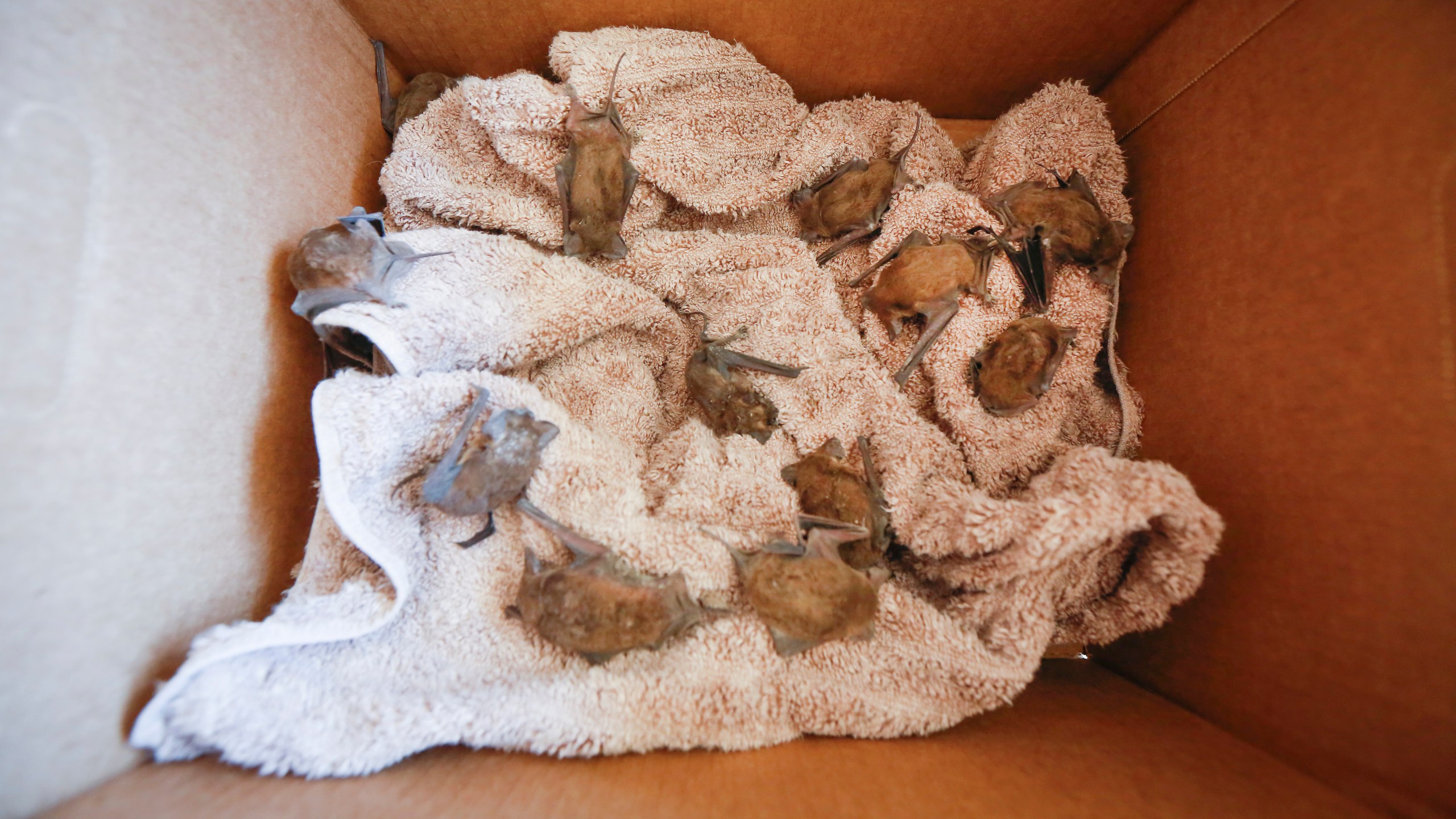 Diana Foss, Texas Parks and Wildlife Urban Wildlife Biologist places live Mexican Free-tailed bats in a box at Waugh Drive in Buffalo Bayou Park, where it was impacted by the winter storm Monday, Feb. 22, 2021, in Houston. She said they were able to find about 20 bats that have fallen from the bridge that were still alive and they are attempting to save. Birds, bats and other wildlife appear to have taken a beating during the winter storm and deep freeze in the southern U.S. (Steve Gonzales/Houston Chronicle via AP)