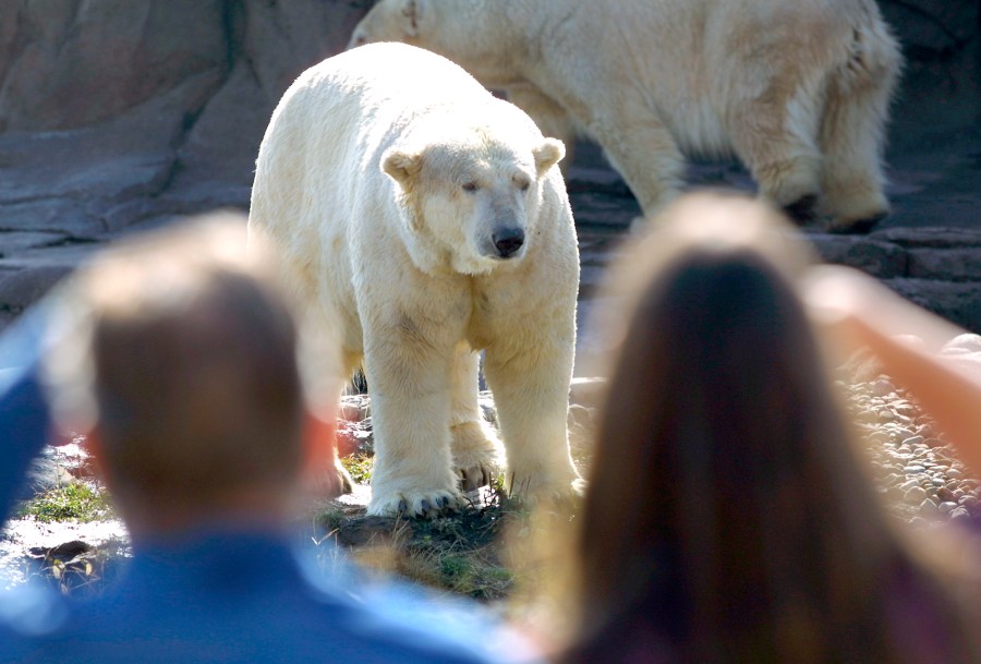 Visitors to the Detroit Zoo's new Arctic Ring of Life exhibit get an up close and personal view of a polar bear on Oct. 16, 2001, when the large polar bear exhibit had just opened in Royal Oak, Michigan. (Bill Pugliano/Getty Images)