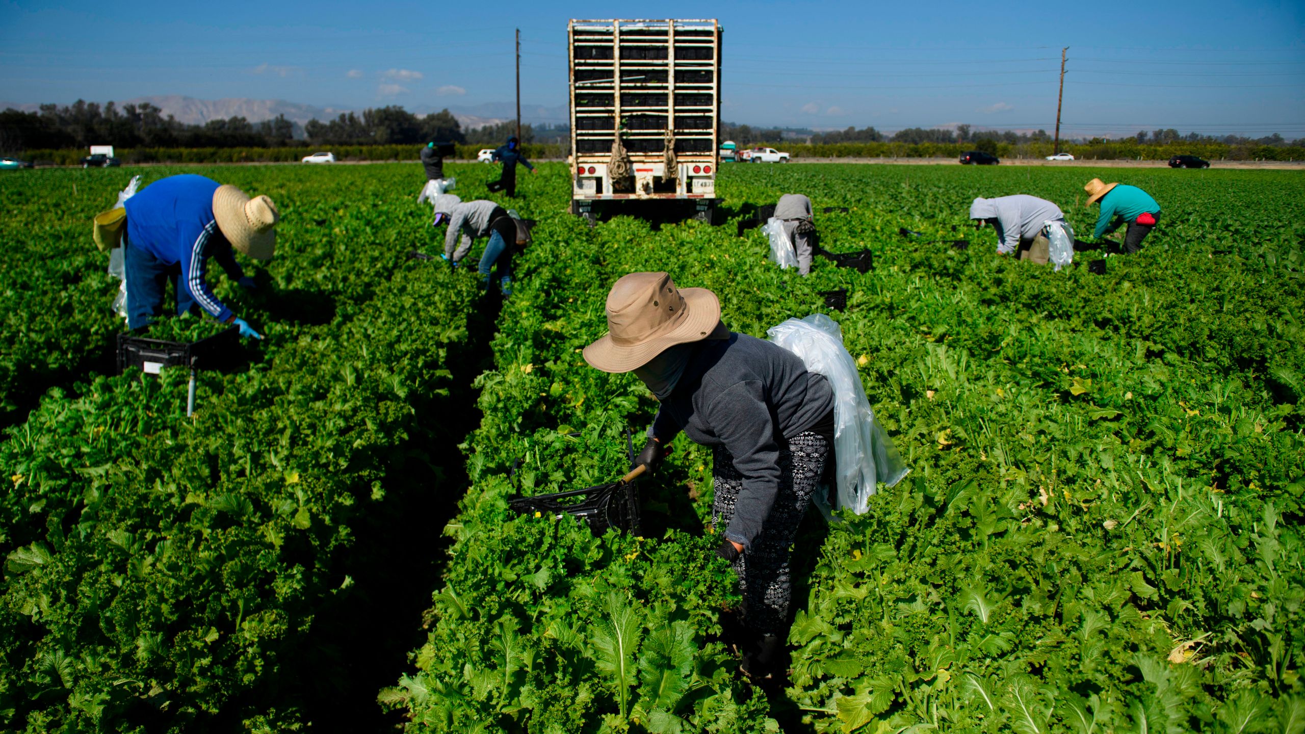 Farmworkers wear face masks while harvesting curly mustard in a field on February 10, 2021 in Ventura County, California. (Patrick T. Fallon/AFP via Getty Images)