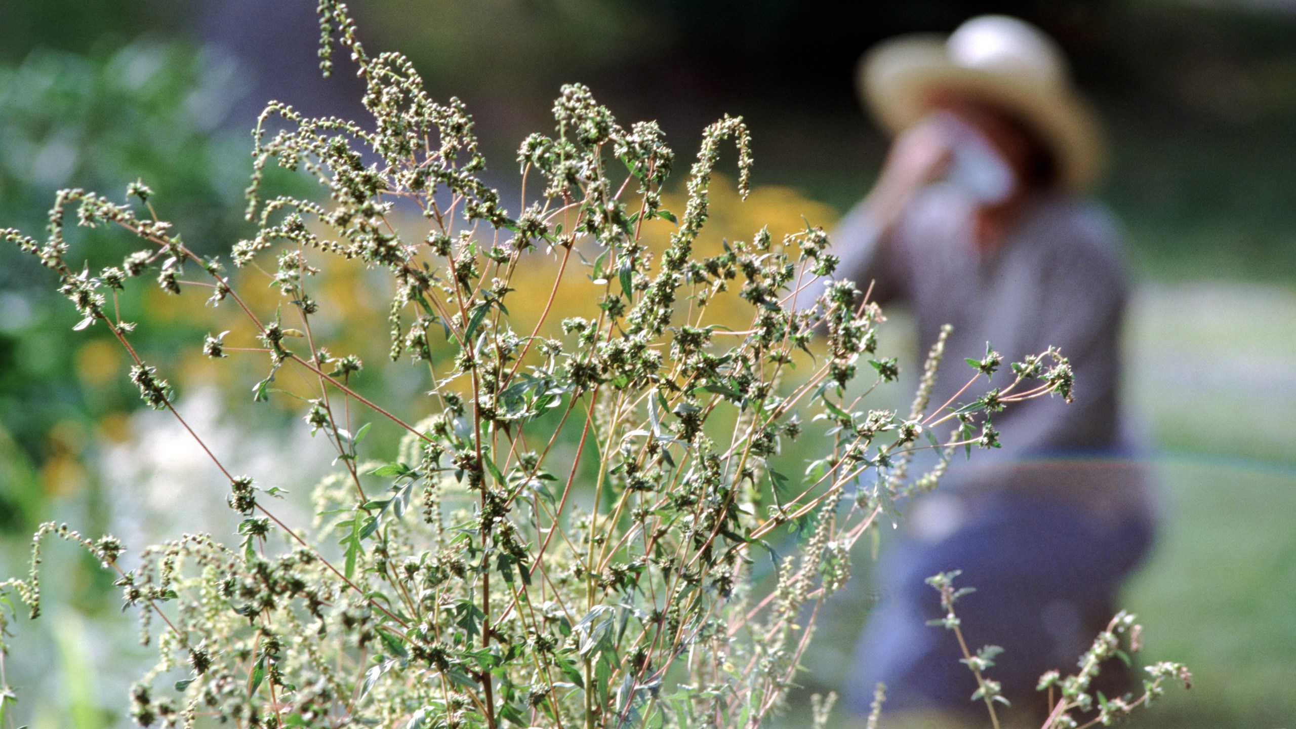 A file photo shows plants and a woman gardening in the background. (Getty Images)