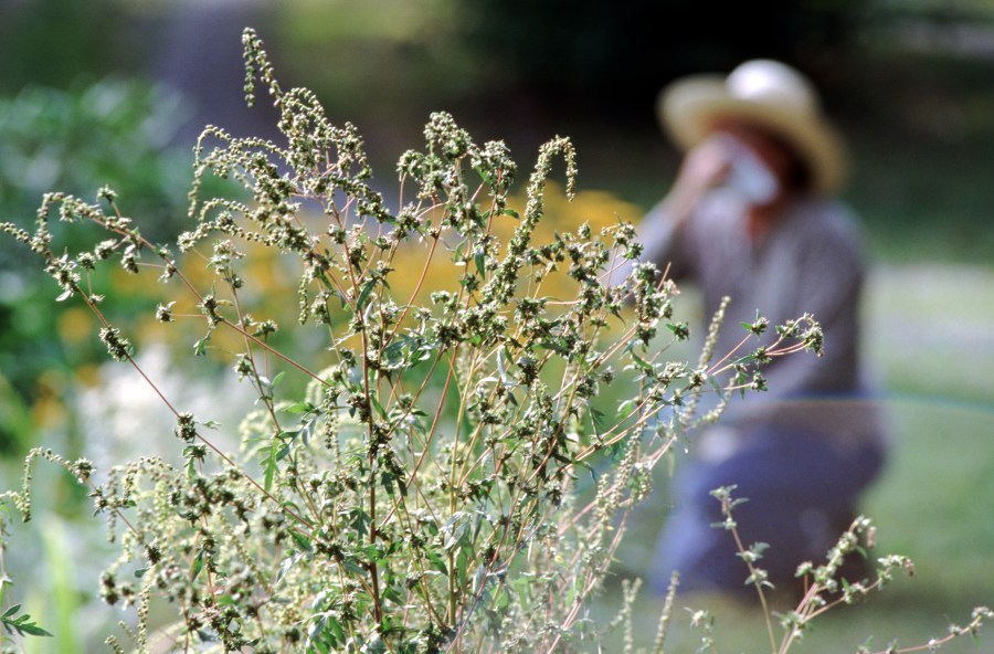 A file photo shows plants and a woman gardening in the background. (Getty Images)