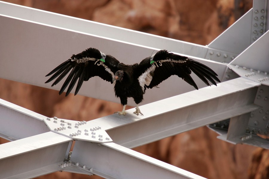 This March 24, 2007 file photo shows a rare and endangered California condor flies over Marble Gorge, east of Grand Canyon National Park in Arizona. (David McNew/Getty Images)