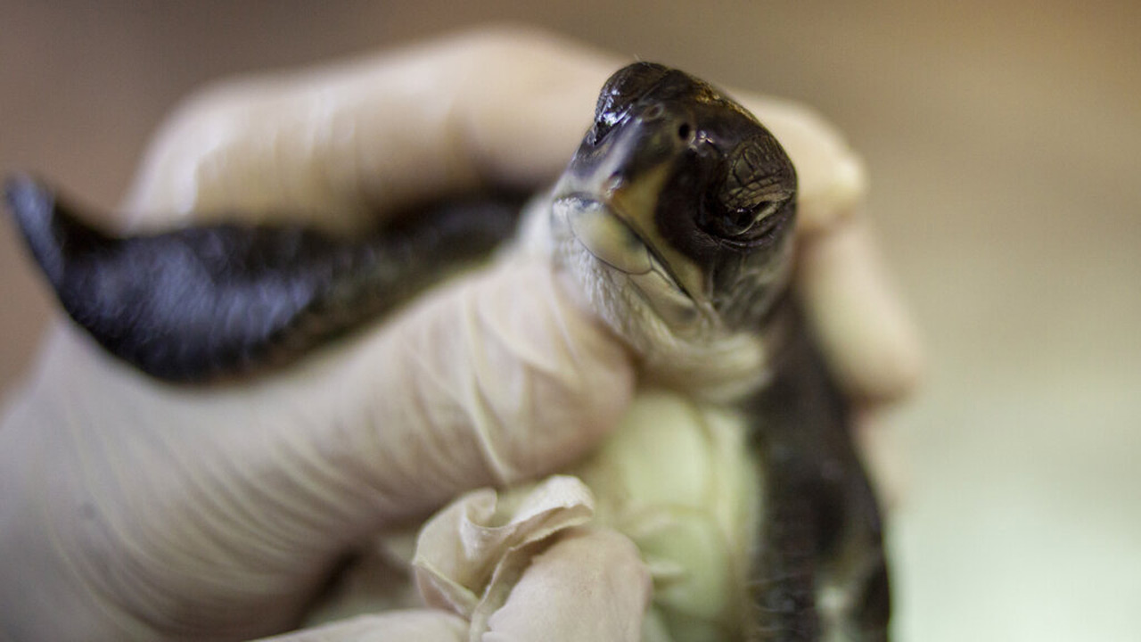 A 6- month- old green sea turtle is cleaned from tar after an oil spill in the Mediterranean Sea, at Israel's Sea Turtle Rescue Center, in Michmoret, Israel, Tuesday, Feb. 23, 2021. Only six sea turtles were rescued and survived after a disastrous oil spill that has blackened most of the country's shoreline and reached beaches of neighboring Lebanon. (AP Photo/Ariel Schalit)