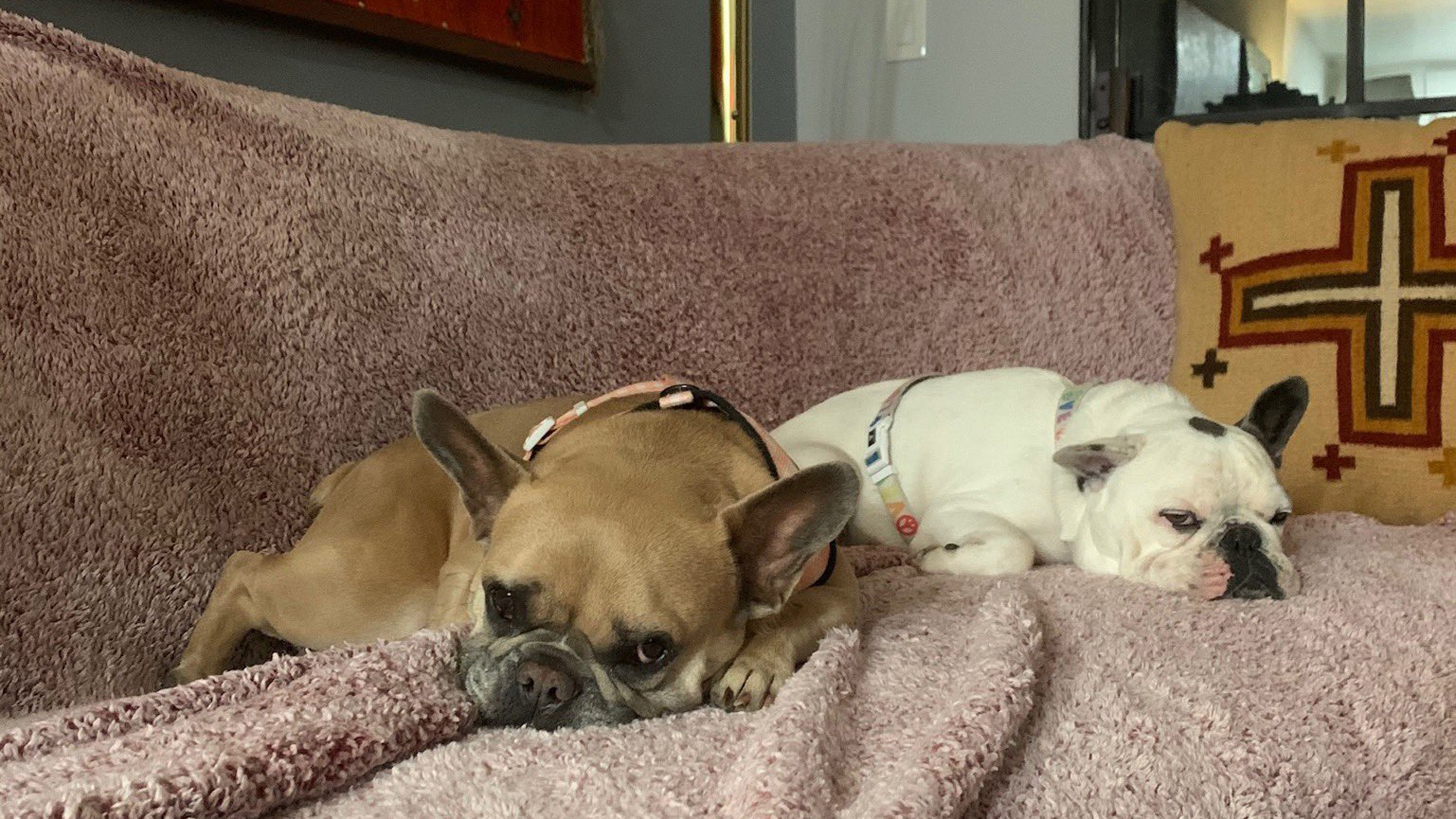 Lady Gaga shared an image of her stolen French bulldogs on Twitter on Feb. 26, 2021.