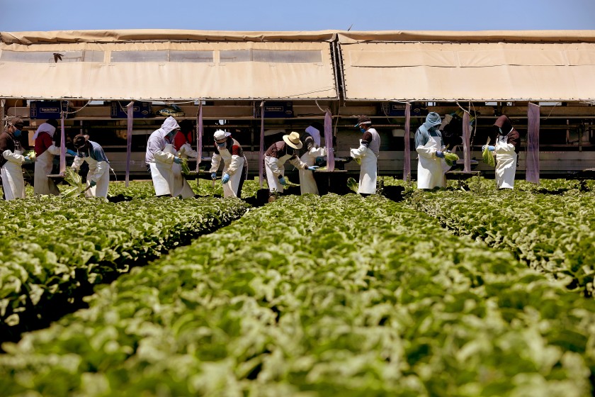 Farmworkers, separated by newly-installed vinyl curtains to help protect from the spread of the coronavirus, harvest field pack romaine hearts in May. (Gary Coronado/Gary Coronado/Los Angeles Times)