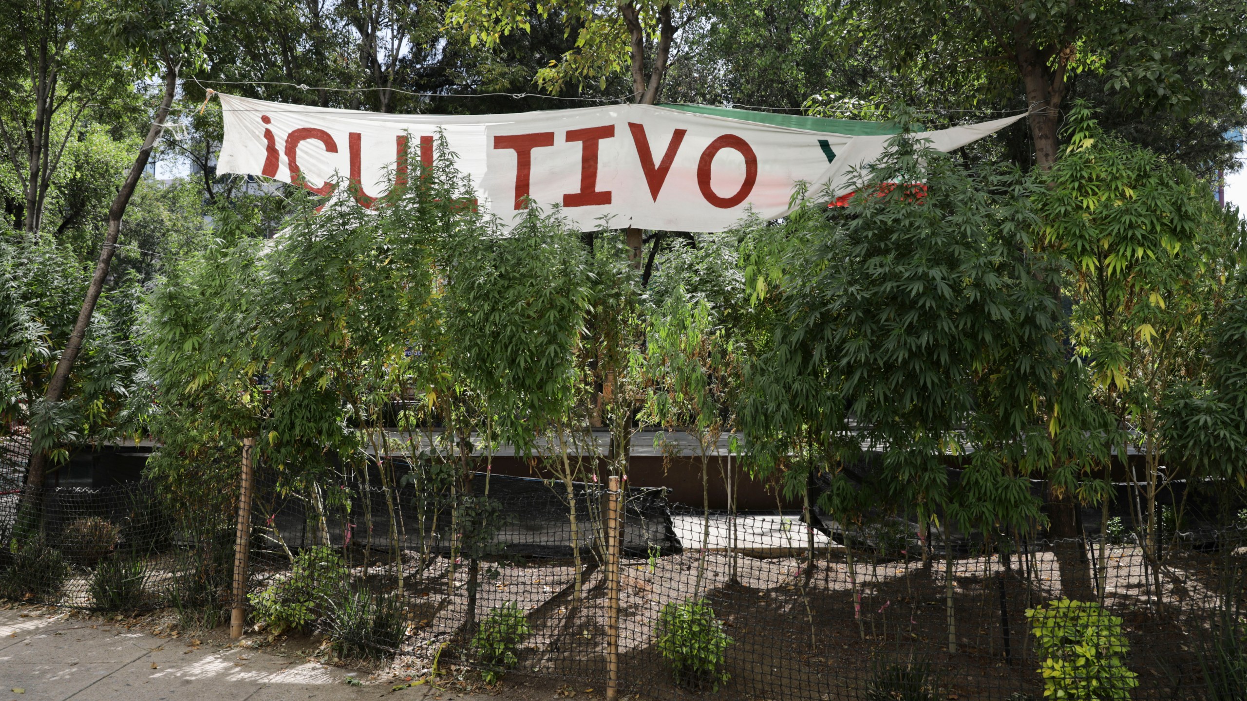 Marijuana plants grow at a makeshift camp outside of the Senate building in Mexico City on Nov. 19, 2020. Mexican marijuana activists had been camping outside the Senate since February, growing a crop of marijuana plants and smoking it as a way to pressure the government into legalizing recreational cannabis. (Eduardo Verdugo / Associated Press)