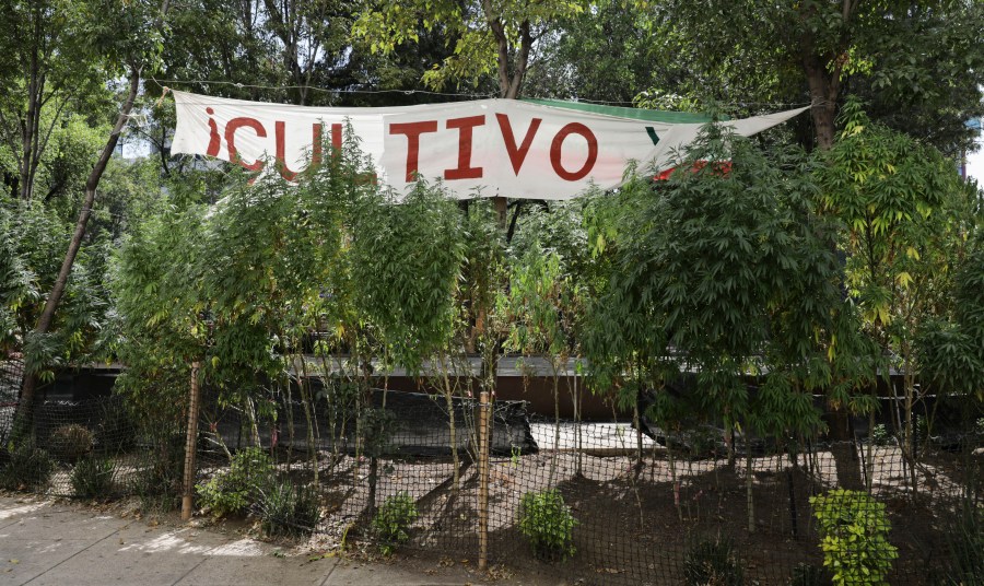 Marijuana plants grow at a makeshift camp outside of the Senate building in Mexico City on Nov. 19, 2020. Mexican marijuana activists had been camping outside the Senate since February, growing a crop of marijuana plants and smoking it as a way to pressure the government into legalizing recreational cannabis. (Eduardo Verdugo / Associated Press)