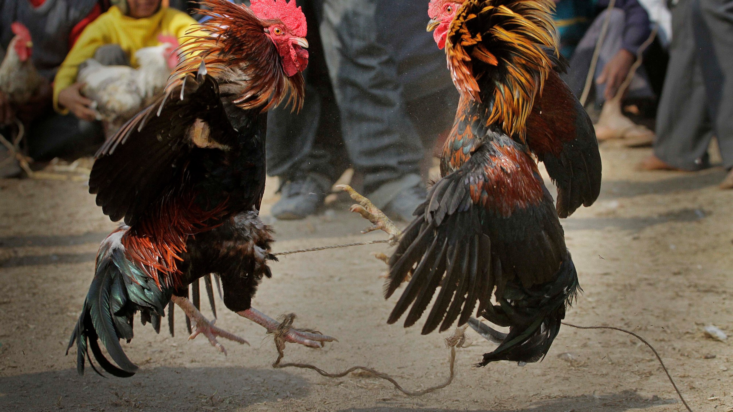 In this Jan. 21, 2011 file photo, people watch a cock fight during the Jonbeel festival in Jagiroad, about 75 kilometers (47 miles) east of Gauhati, north eastern Assam state, India. A man was killed by a rooster with a blade tied to its leg during an illegal cockfight in southern India, police said, bringing focus on a practice that continues in some Indian states despite a decades-old ban. (AP Photo/Anupam Nath, File)