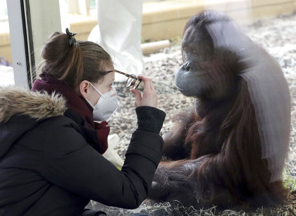 In this Monday, Feb. 8, 2021, file photo, a visitor with a mask observes an orangutan in an enclosure at the Schoenbrunn Zoo in Vienna, Austria. (AP Photo/Ronald Zak, File)