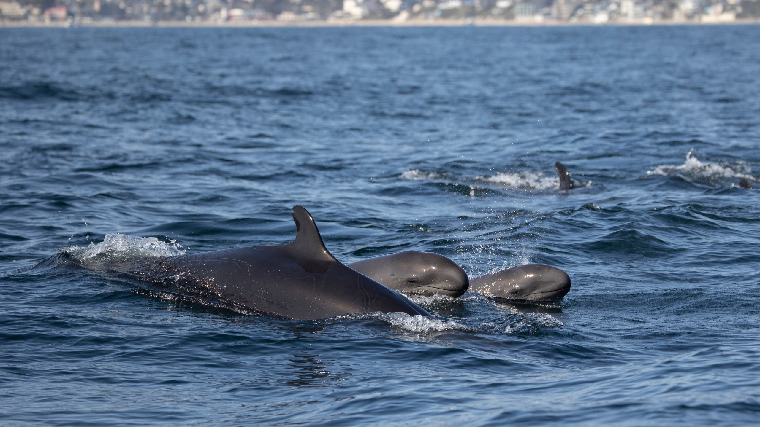 This Saturday, March 20, 2021, image provided by Mark Girardeau with Newport Coastal Adventure, shows false killer whales, a tropical species rarely seen off Orange County, spotted off Newport and Laguna beaches in Southern California. (Mark Girardeau/Newport Coastal Adventure via AP)