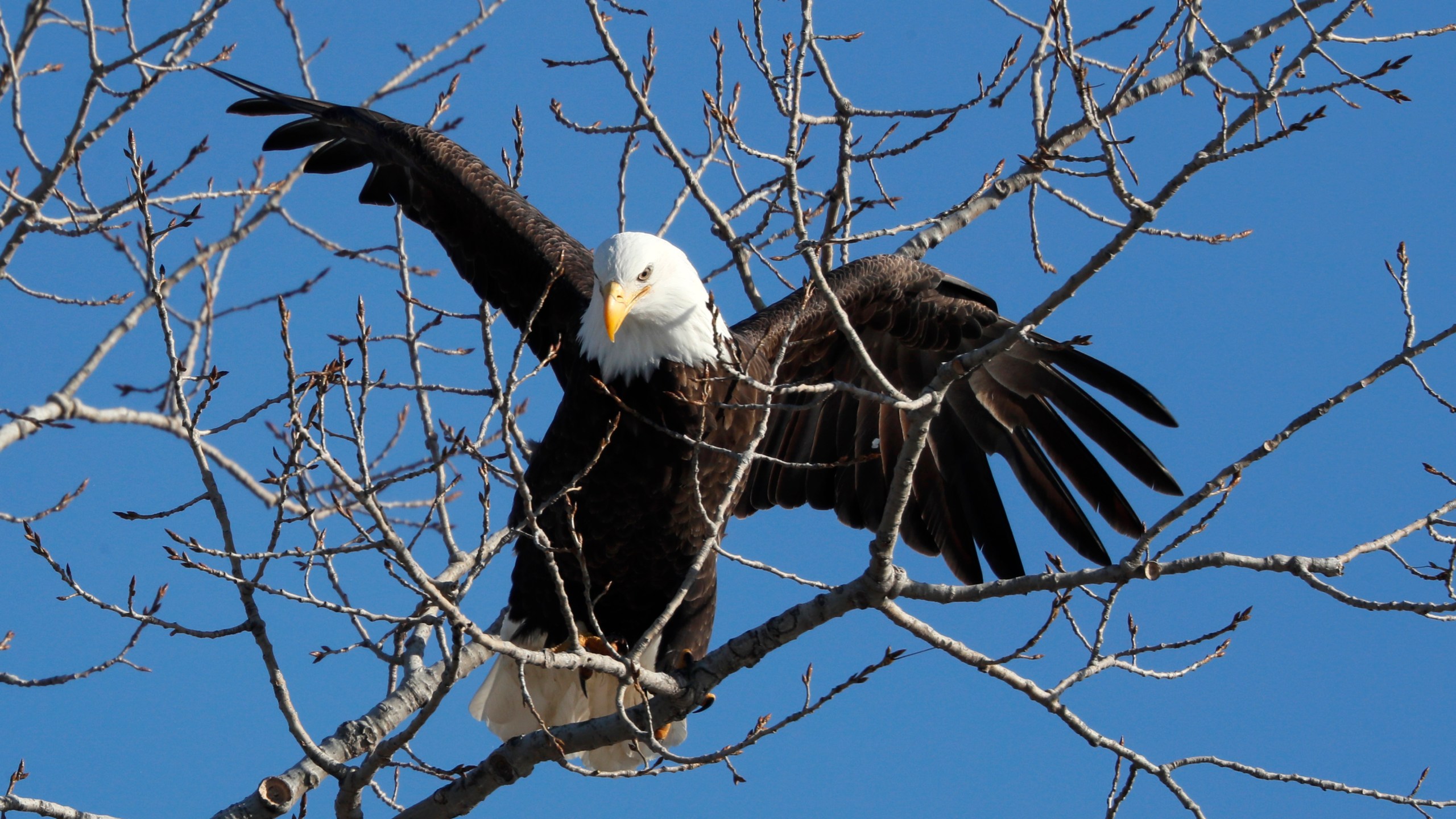 In this Feb. 6, 2020, file photo, a bald eagle lands in a tree overlooking the Des Moines River in Des Moines, Iowa. The number of American bald eagles has quadrupled since 2009, with more than 300,000 birds soaring over the lower 48 states, government scientists said Wednesday, March 24, 2021, in a new report. (AP Photo/Charlie Neibergall, File)