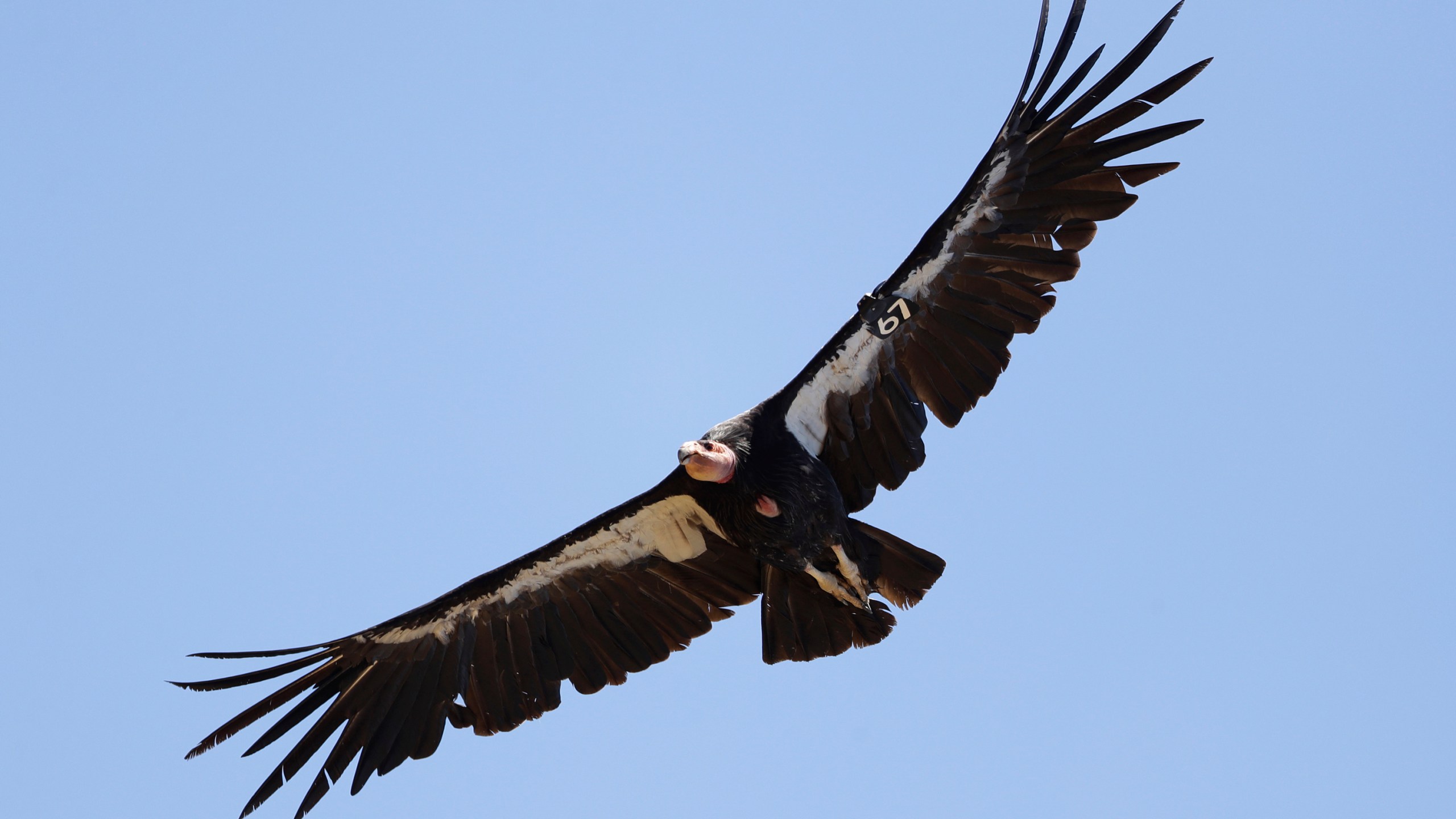 In this June 21, 2017, file photo, a California condor takes flight in the Ventana Wilderness east of Big Sur, Calif. (AP Photo/Marcio Jose Sanchez, File)