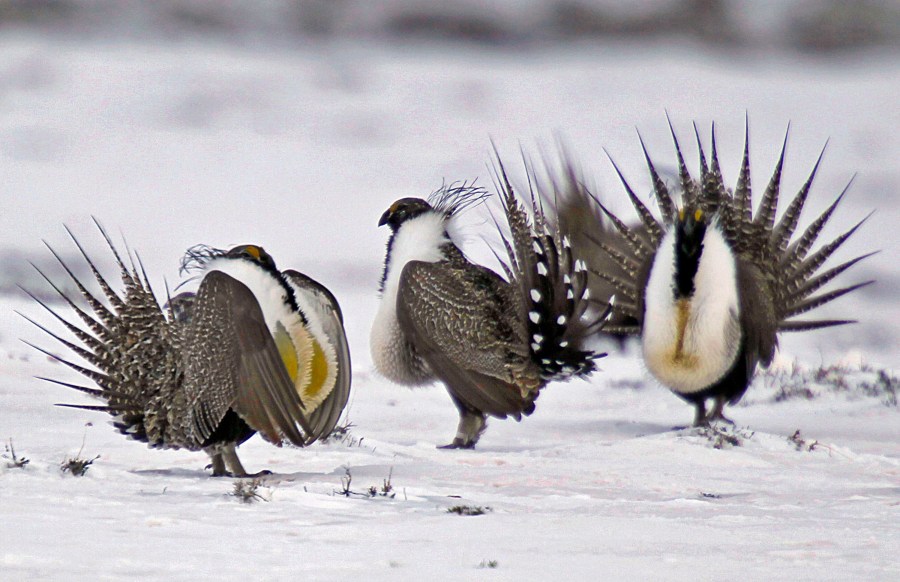 In this April 20, 2013, file photo, male greater sage grouse perform mating rituals for a female grouse, not pictured, on a lake outside Walden, Colo.(AP Photo/David Zalubowski, File)