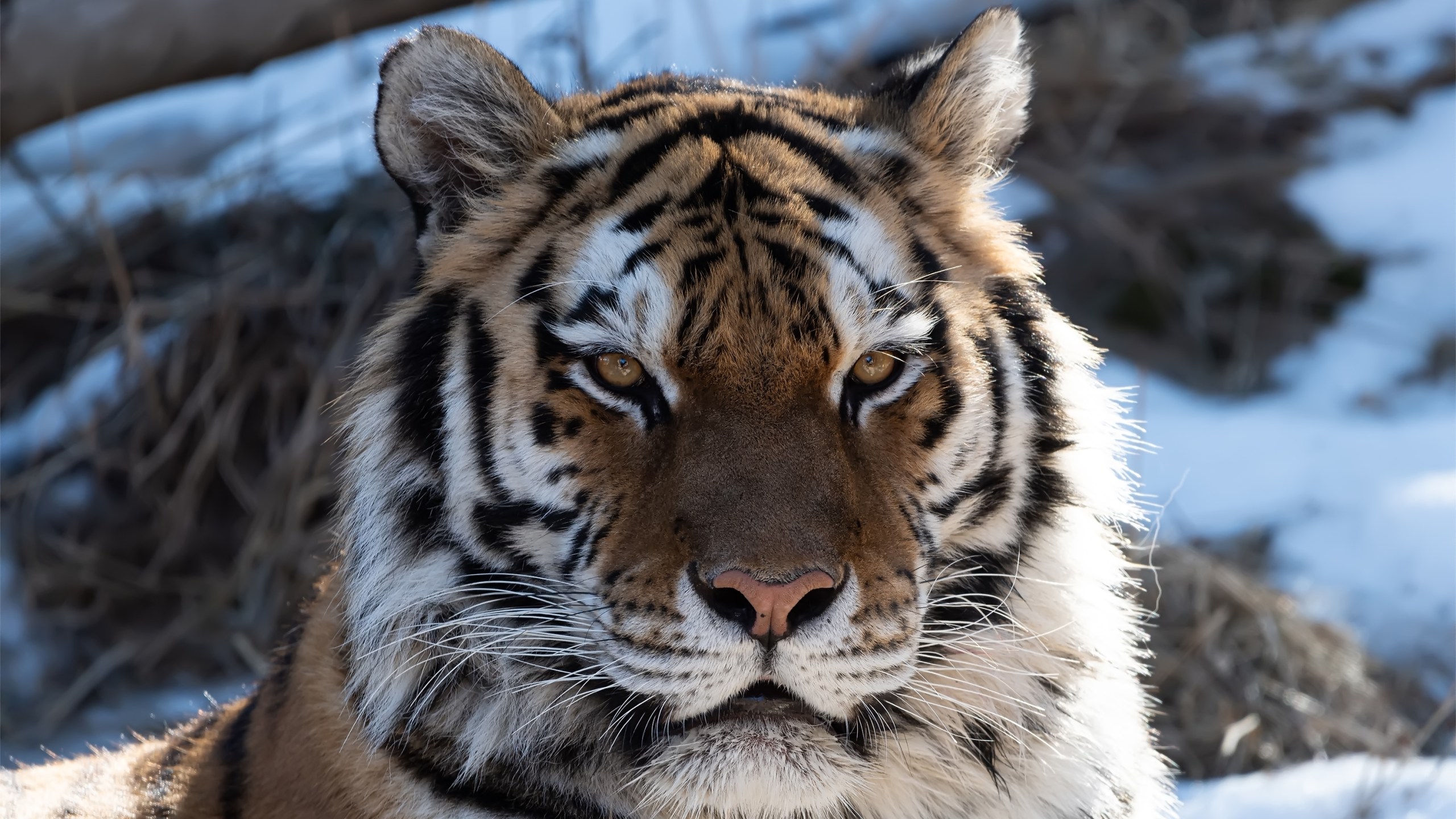 An Amur tiger is seen in an undated photo released Feb. 24, 2021, by the Cheyenne Mountain Zoo.