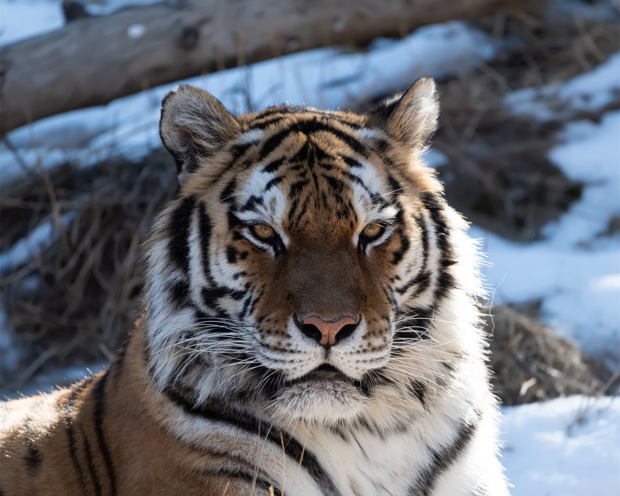 An Amur tiger is seen in an undated photo released Feb. 24, 2021, by the Cheyenne Mountain Zoo.