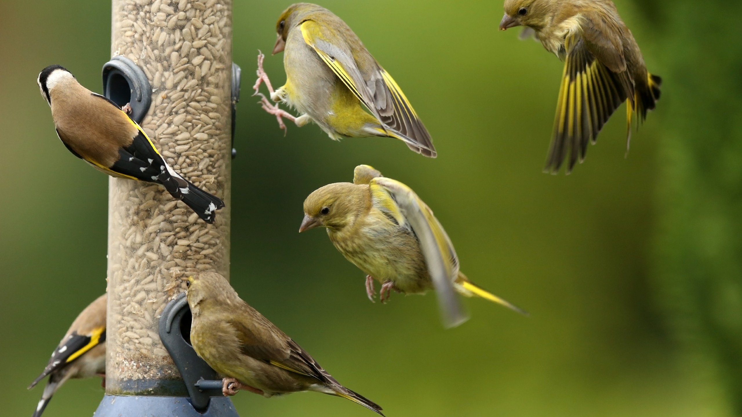 Greenfinches and goldfinches are seen on and around a bird feeder in this file photo. (Getty Images)