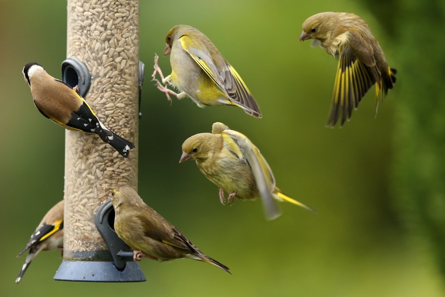 Greenfinches and goldfinches are seen on and around a bird feeder in this file photo. (Getty Images)