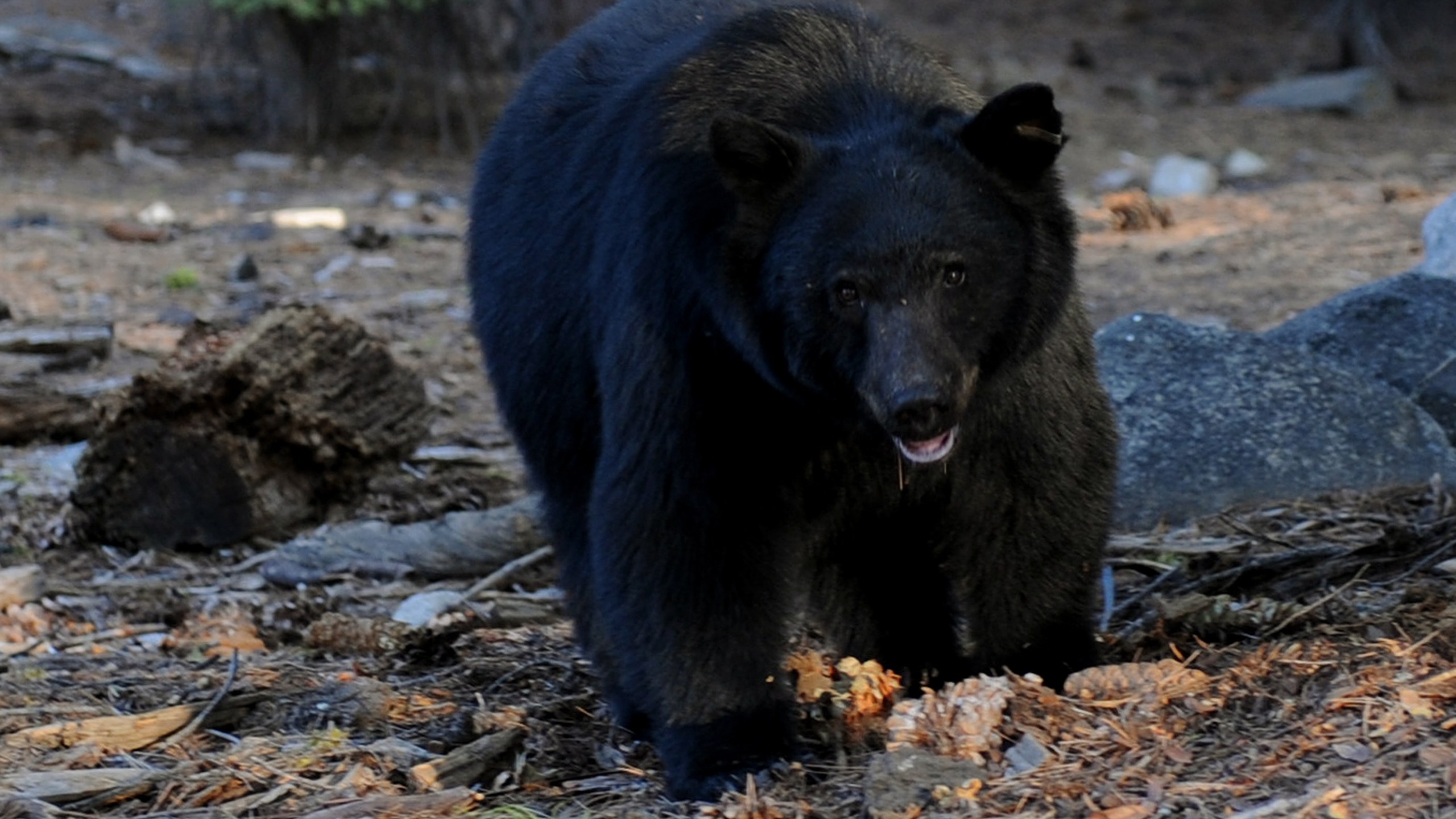 A black bear scavenges for food beside tourists near the famous General Sherman tree at the Sequoia National Park in Central California on October 10, 2009. (Mark Ralston/AFP via Getty Images)