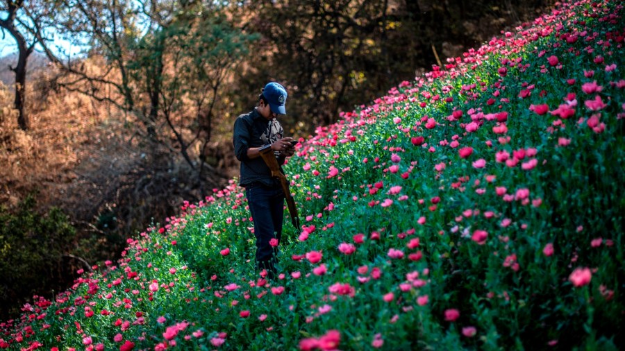 A Guerrero Community Police member looks at his mobile phone as he stands guard at an illegal poppy field, in Heliodoro Castillo, Guerrero state, Mexico, on March 25, 2018. (PEDRO PARDO/AFP via Getty Images)