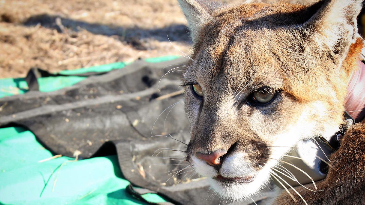 Mountain lion P-95 is seen in an undated photo released March 5, 2021, by the Santa Monica Mountains National Recreations Area.