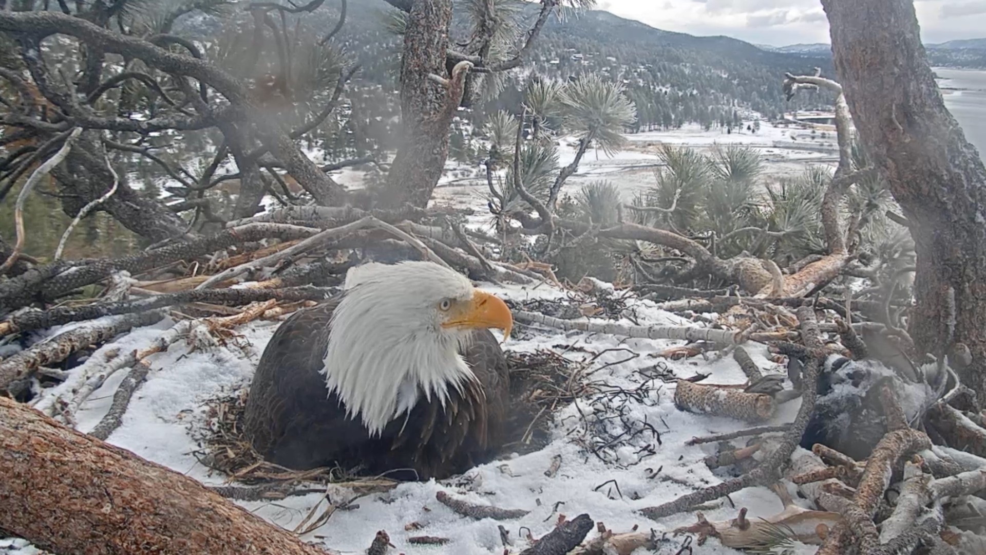 (Friends of Big Bear/ Big Bear Bald Eagle Cam)