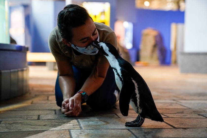 A penguin named Rey — as in Monterey — kisses aviculturist Madeline McCuen, 25, while taking a stroll in the closed Monterey Bay Aquarium in August 2020. (Kent Nishimura / Los Angeles Times)