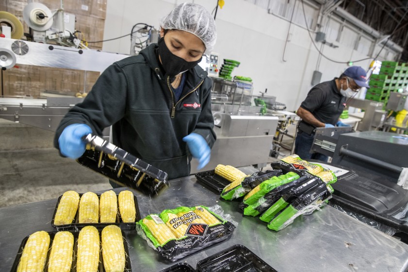 Agriculture workers process sweet corn on a packaging line in Lodi sometime in 2021. (Brian van der Brug / Los Angeles Times)