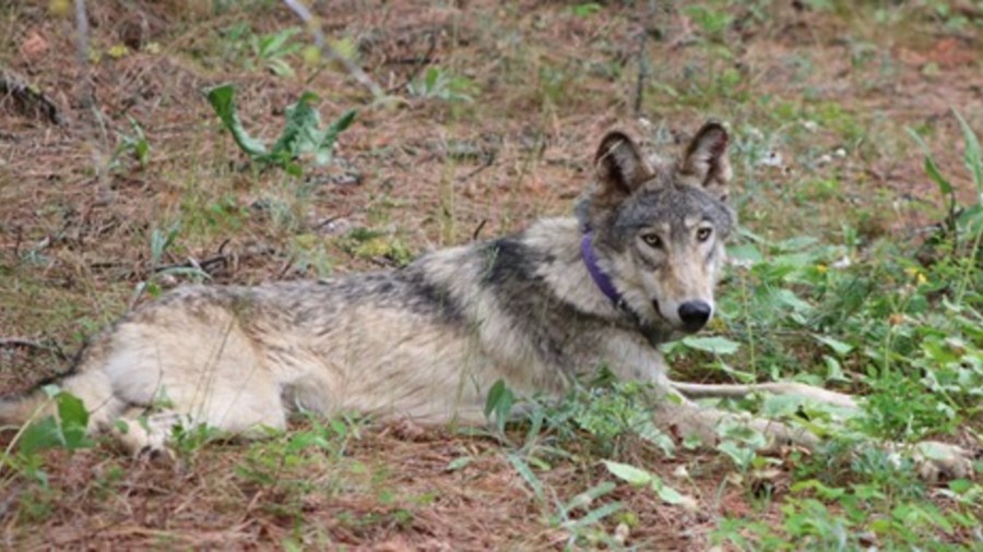 The gray wolf known as OR-93 is seen in a photo distributed by the California Department of Fish and Wildlife.