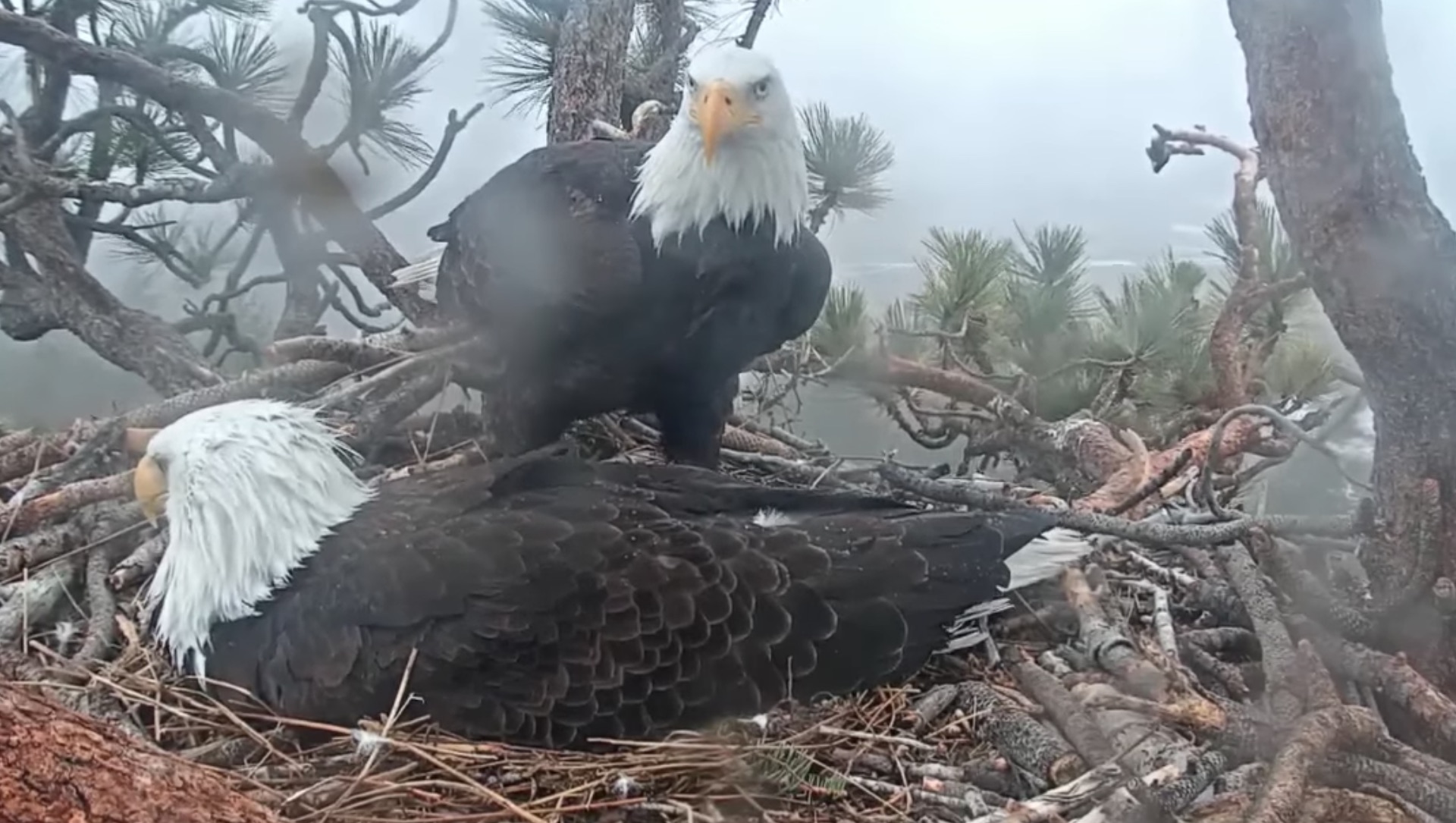 Jackie and Shadow are seen with their remaining egg on March 20, 2021, the day after the the couple lost its first chick as it started hatching in Big Bear Lake. (Friends of Big Bear/ Big Bear Bald Eagle Cam)