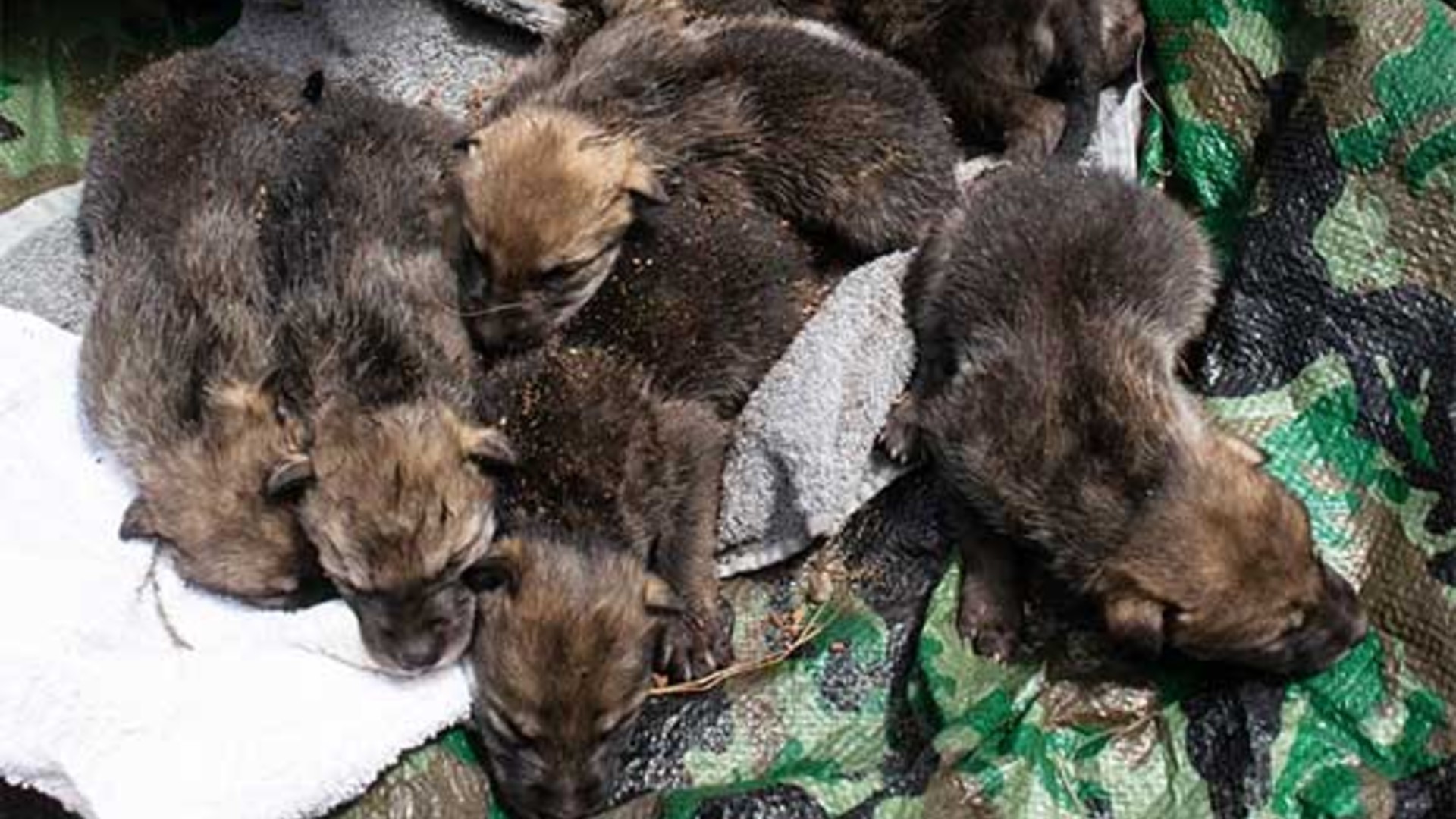 This photo released by U.S. Fish and Wildlife shows captive-born pups mixed together with wild-born pups before being placed into a wild den in Arizona.( Interagency Field Team)