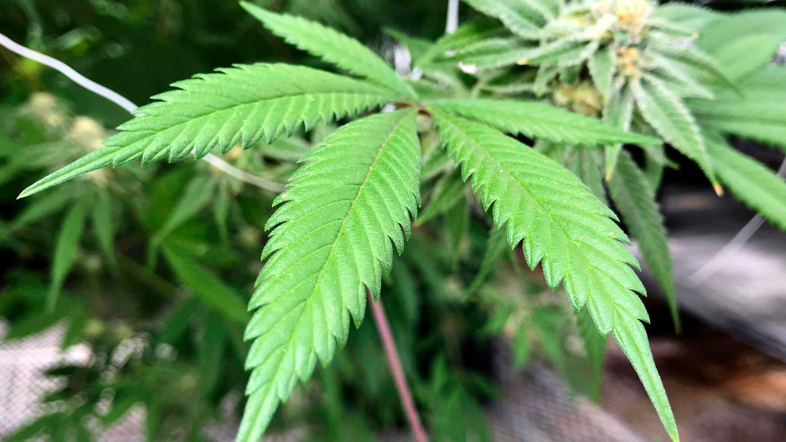 This April 6, 2018, file photo shows the leaves of a marijuana plant inside Ultra Health's cultivation greenhouse in Bernalillo, N.M. (AP Photo/Susan Montoya Bryan, File)