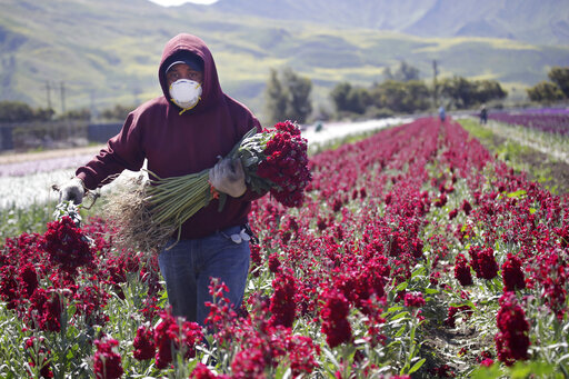 In this April 15, 2020, file photo, a farmworker wears a mask as he works at a flower farm in Santa Paula, Calif. (AP Photo/Marcio Jose Sanchez, File)