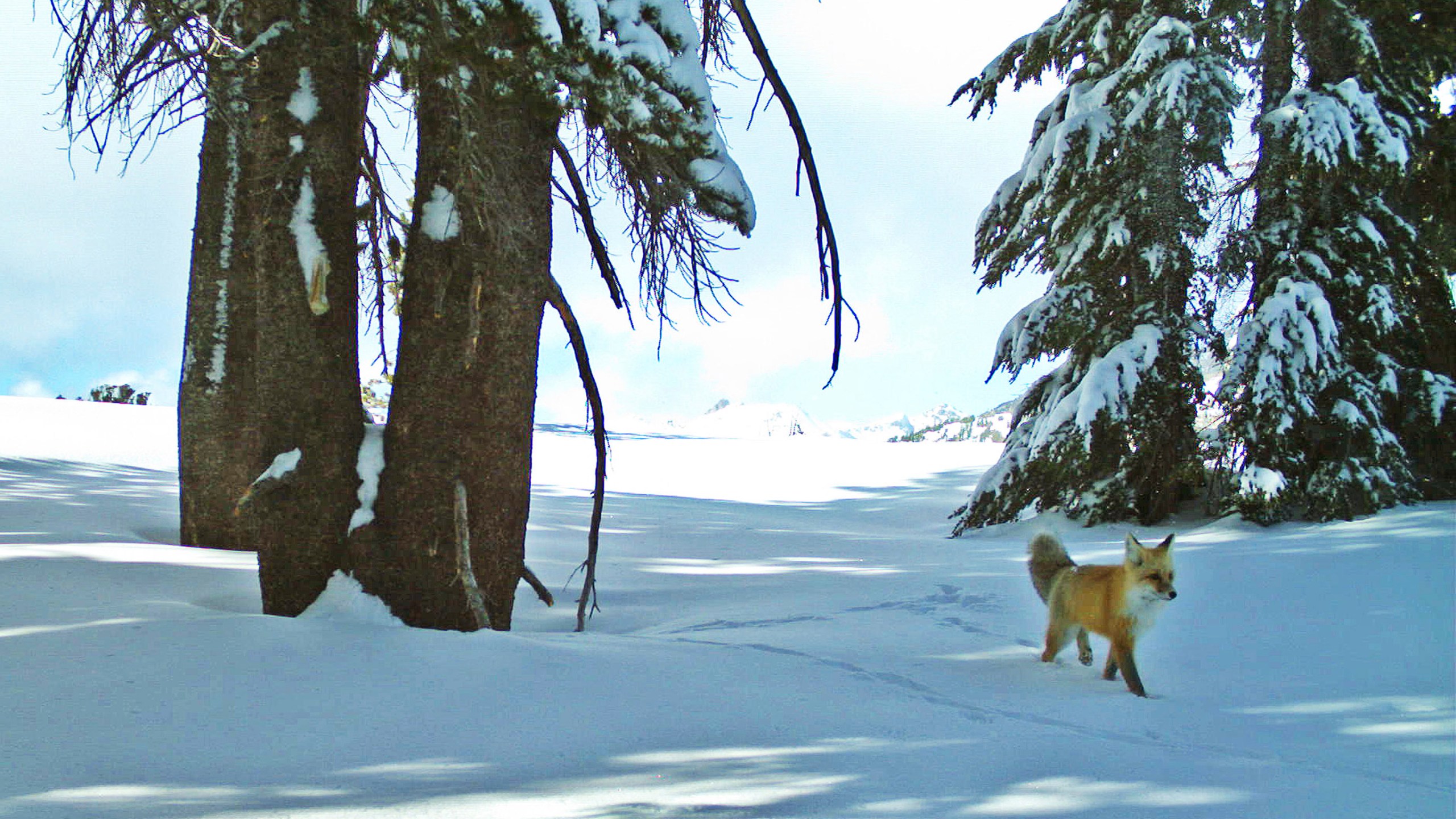 FILE - In this Dec. 13, 2014 file photo provided by the National Park Service from a remote motion-sensitive camera, a Sierra Nevada red fox walks in Yosemite National Park. An environmental group filed a lawsuit Thursday, April 15, 2021, alleging the federal government has failed to act on petitions to protect nine different species under the Endangered Species Act and failed to designate critical habitat for 11 others. The complaint covers species from Oregon to Delaware and asks the U.S. Fish and Wildlife Service to make decisions on the species after years of delays. (National Park Service via AP, File)