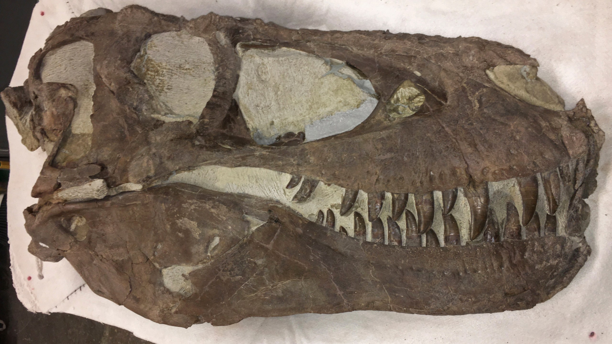 This photo provided by the Bureau of Land Management shows a "Hollywood" dinosaur specimen that was discovered approximately two miles north of the Rainbows and Unicorns Quarry on Grand Staircase-Escalante National Monument in Utah on Feb. 26, 2019. Ferocious tyrannosaur dinosaurs may not have been solitary predators as long envisioned, but more like social carnivores such as wolves, new research unveiled Monday, April 19, 2021, found. (Dr. Alan Titus/Bureau of Land Management via AP)