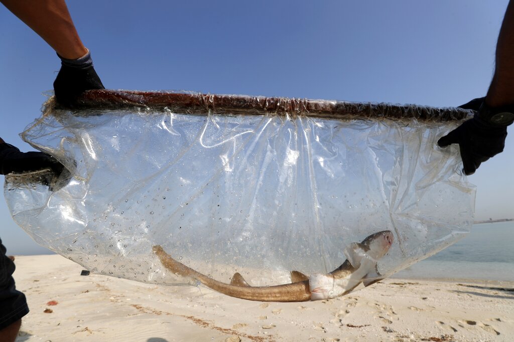 A baby Arabian carpet shark is transferred to the Persian Gulf waters during a conservation project by the Atlantis Hotel, at the The Jebel Ali Wildlife Sanctuary, in Dubai, United Arab Emirates, Thursday, April 22, 2021. (AP Photo/Kamran Jebreili)