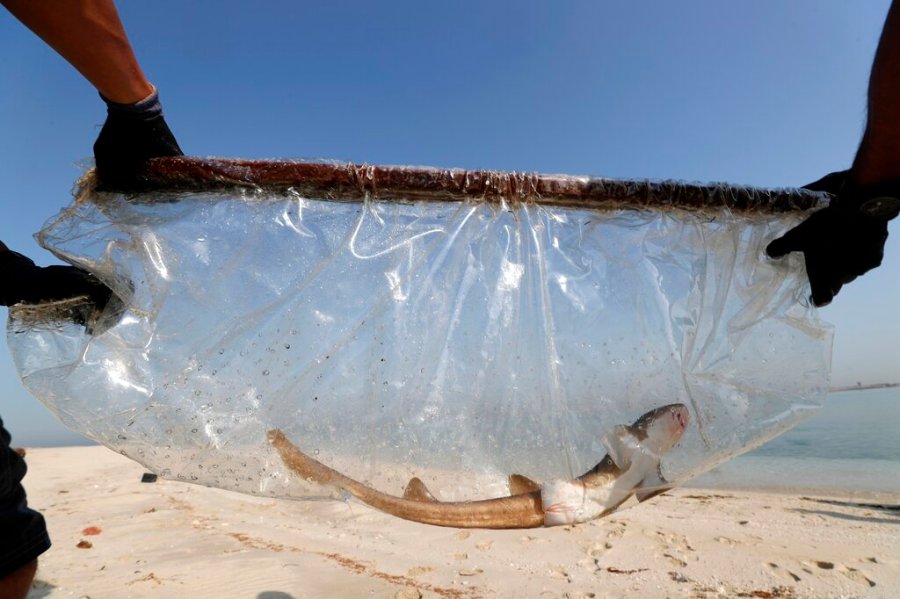 A baby Arabian carpet shark is transferred to the Persian Gulf waters during a conservation project by the Atlantis Hotel, at the The Jebel Ali Wildlife Sanctuary, in Dubai, United Arab Emirates, Thursday, April 22, 2021. (AP Photo/Kamran Jebreili)