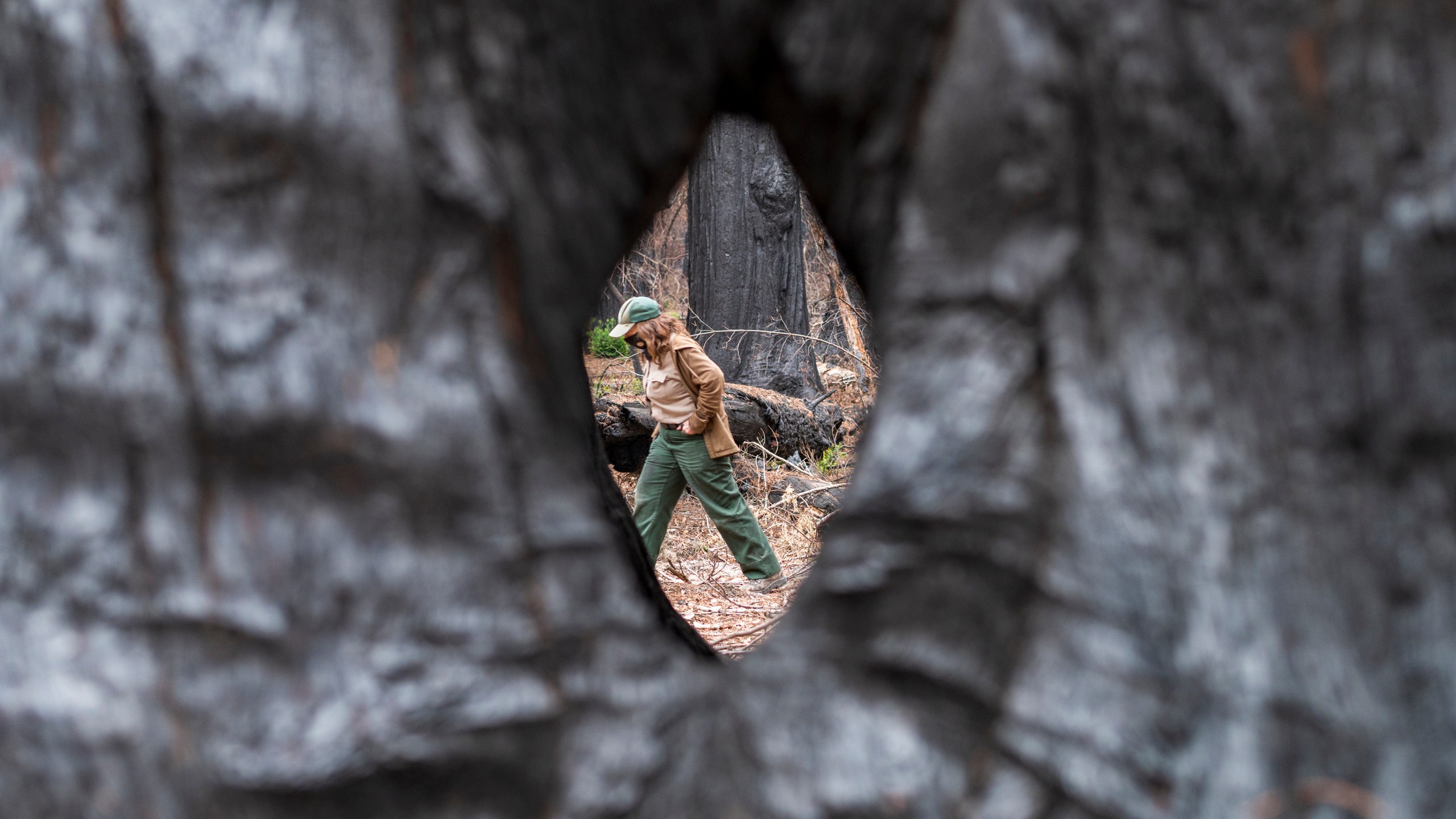 California State Parks Ranger Senior Environmental Scientist Joanne Kerbavaz walks by the Mother of the Forest old growth Redwood tree at Big Basin Redwoods State Park in Boulder Creek, Calif., on April 22, 2021. The park which was scorched last summer after lightning sparked about 650 fires in Northern California, is recovering. Scientists, parks advocates and conservations say the resiliency of Big Basin Redwoods State Park is cause for hope well beyond the Santa Cruz mountains. (AP Photo/Nic Coury)