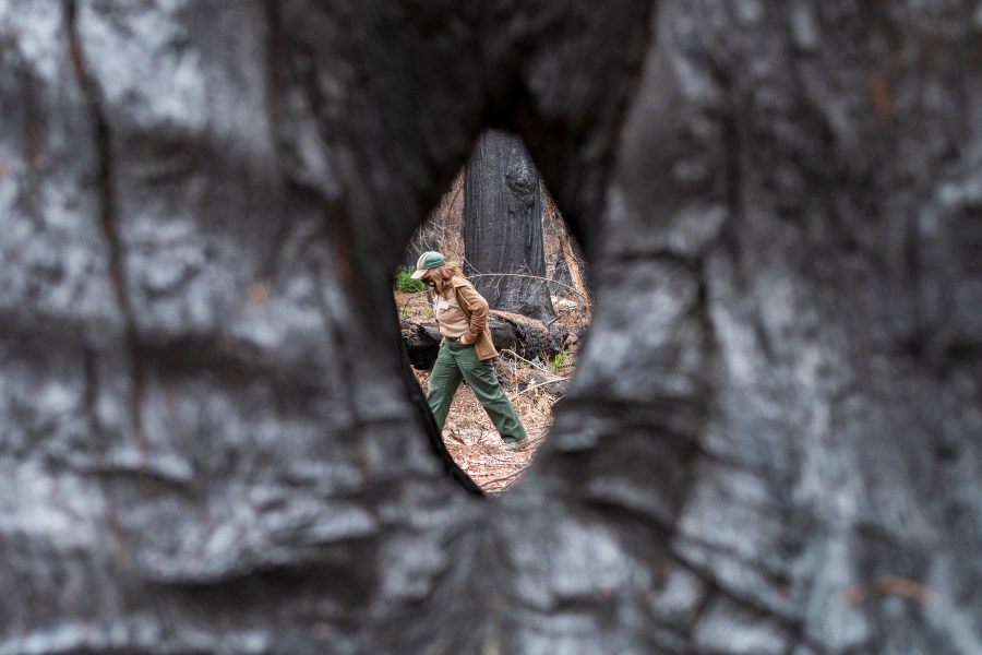 California State Parks Ranger Senior Environmental Scientist Joanne Kerbavaz walks by the Mother of the Forest old growth Redwood tree at Big Basin Redwoods State Park in Boulder Creek, Calif., on April 22, 2021. The park which was scorched last summer after lightning sparked about 650 fires in Northern California, is recovering. Scientists, parks advocates and conservations say the resiliency of Big Basin Redwoods State Park is cause for hope well beyond the Santa Cruz mountains. (AP Photo/Nic Coury)