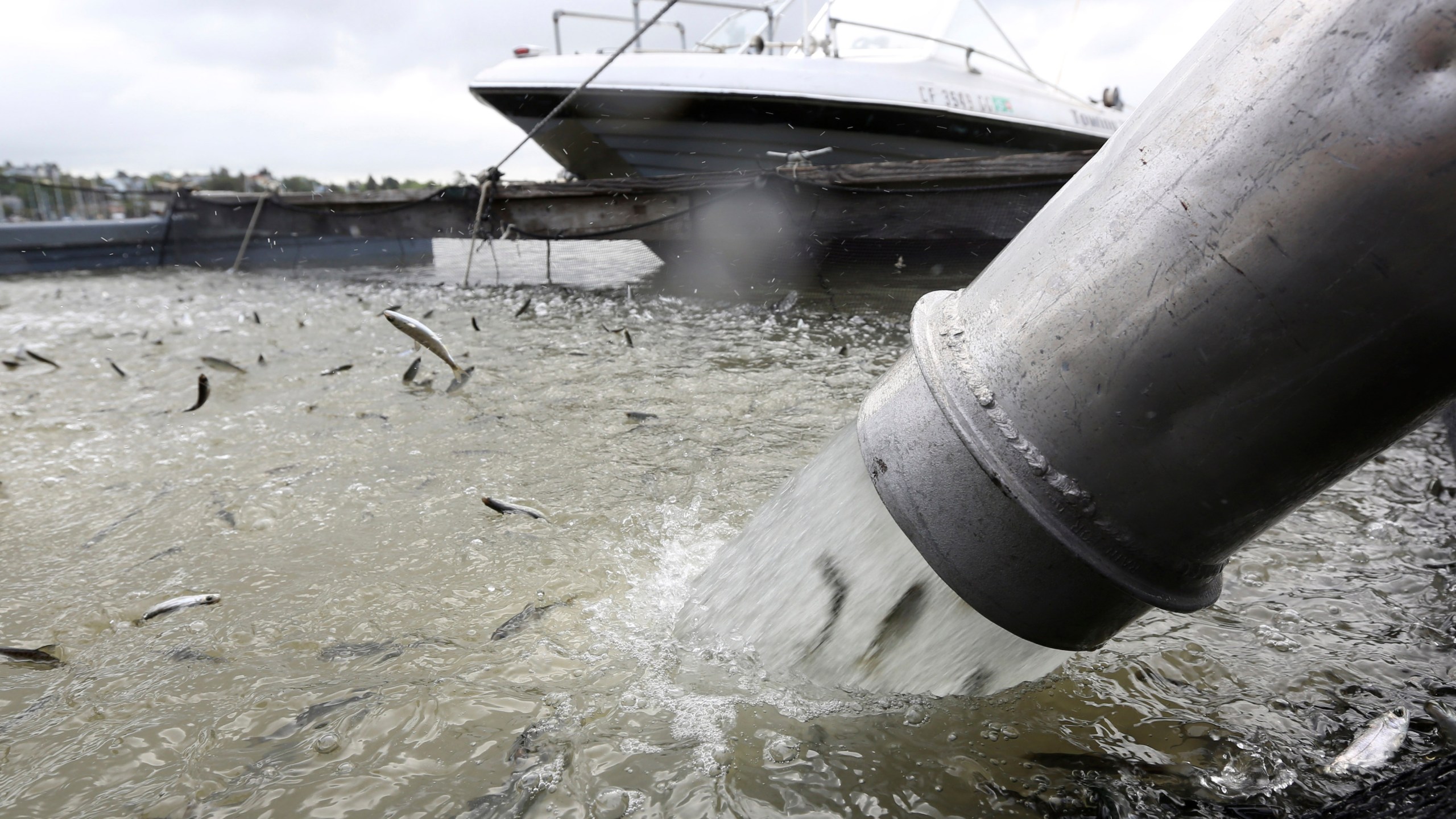 In this April 24, 2014, file photo, young salmon that have been transported by tanker truck from the Coleman National Fish hatchery are loaded into a floating net suspended on a pontoon barge at Mare Island, Calif. (AP Photo/Rich Pedroncelli, File)