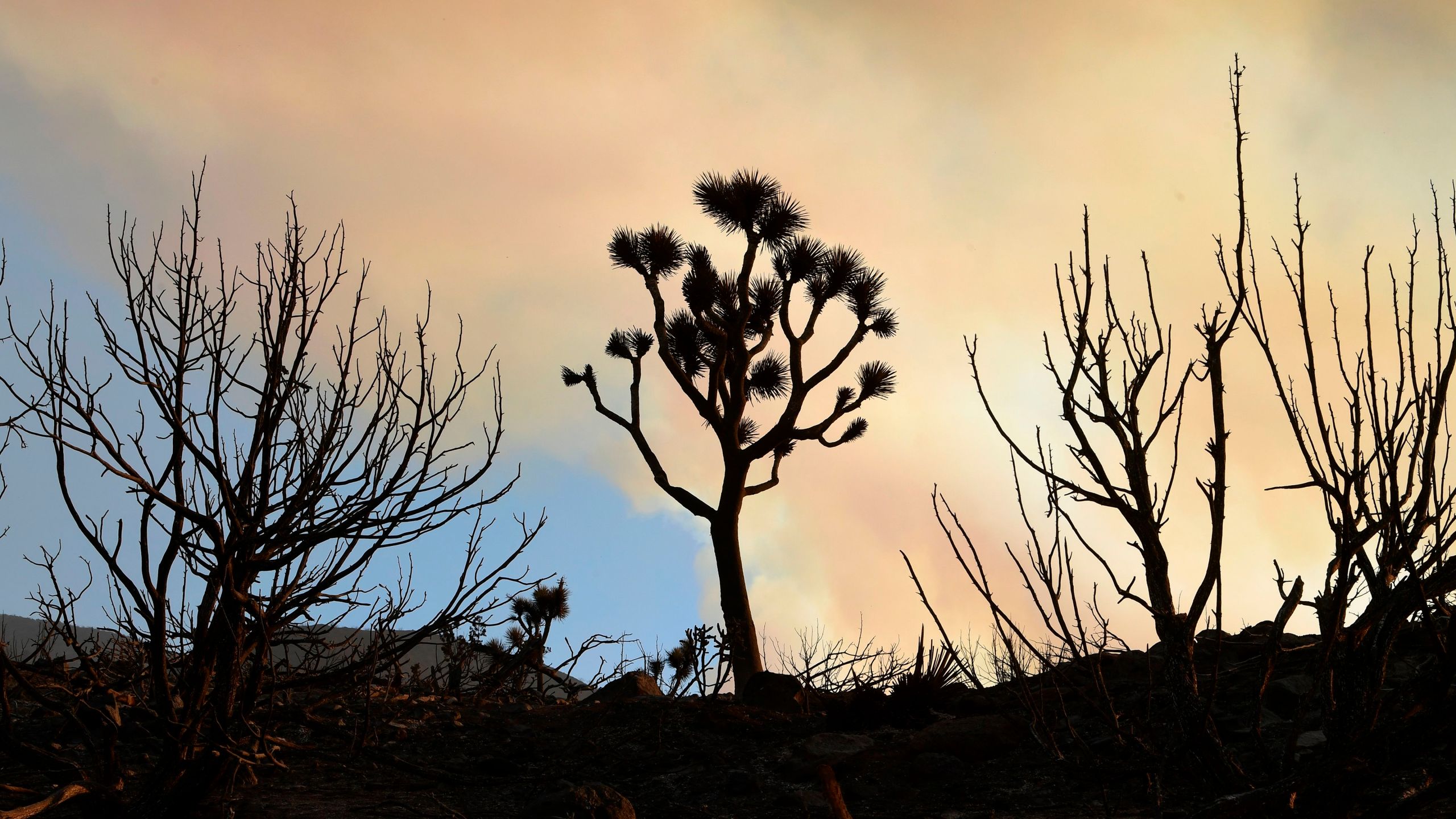 Fire-ravaged desert plants like the Joshua Tree (C) line a scorched landscape from the Bobcat Fire in the Mojave Desert community of Juniper Hills, Calif. on Sept. 19, 2020. (FREDERIC J. BROWN/AFP via Getty Images)