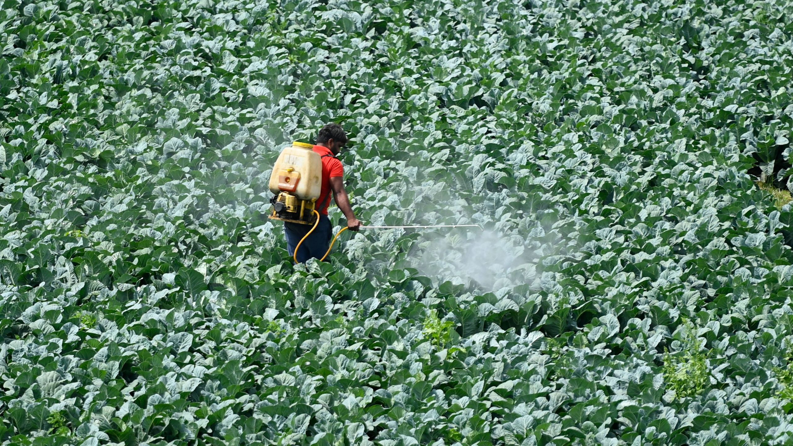 A farmer sprays pesticide on the crop in a field in New Delhi on March 15, 2021. (MONEY SHARMA/AFP via Getty Images)