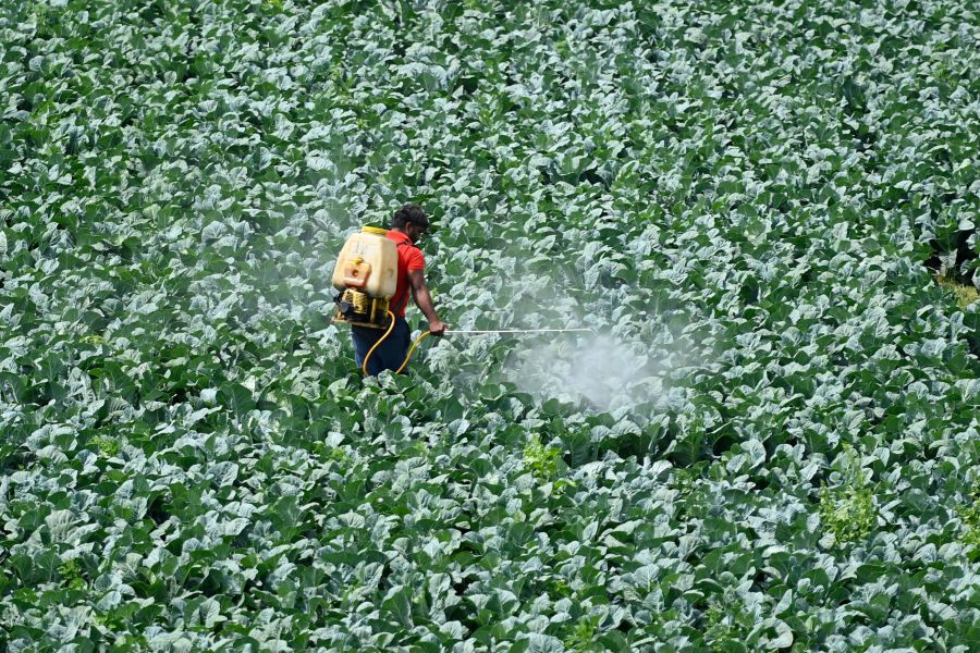 A farmer sprays pesticide on the crop in a field in New Delhi on March 15, 2021. (MONEY SHARMA/AFP via Getty Images)