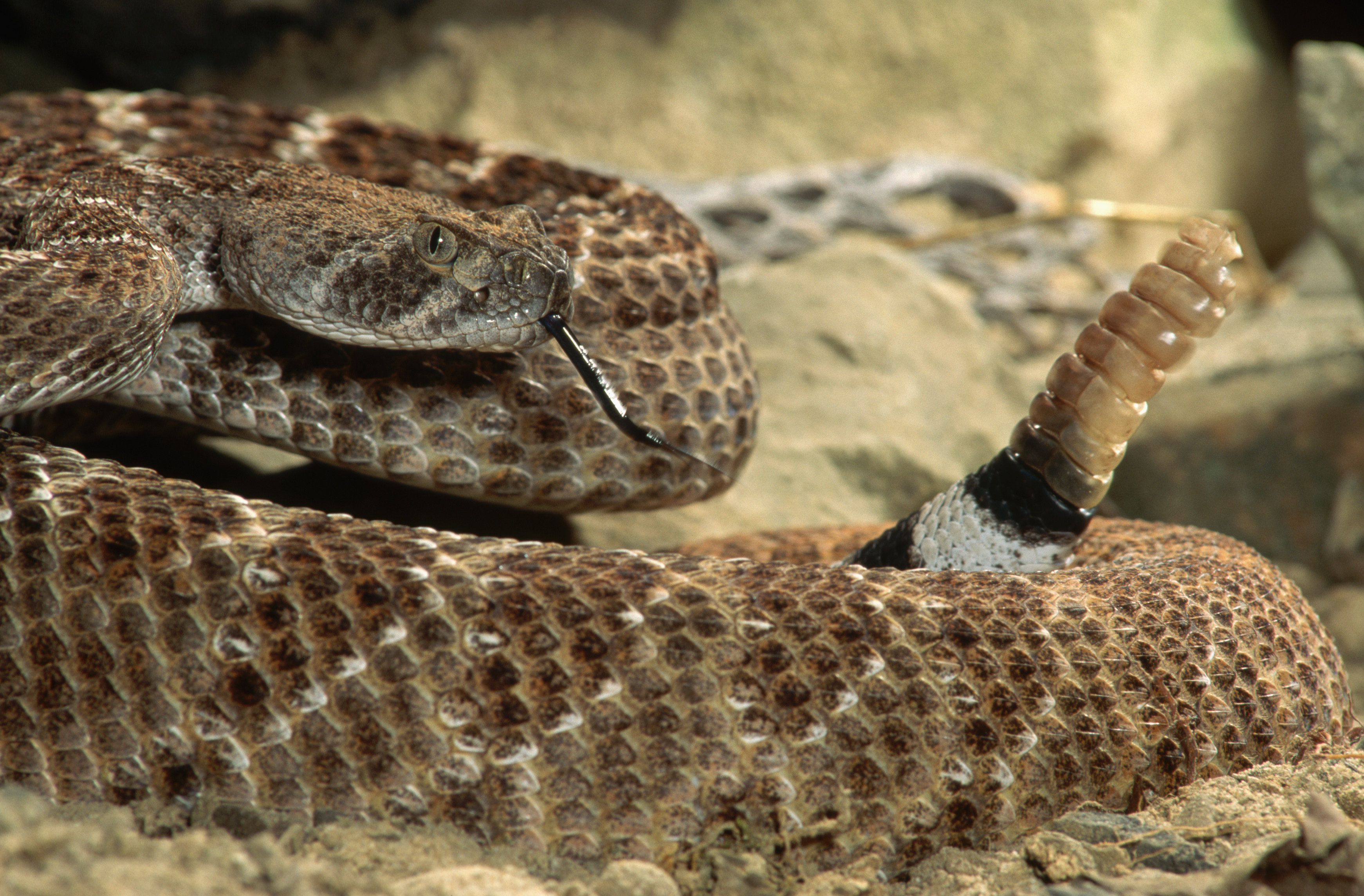 A rattlesnake is seen in a file photo. (iStock/Getty Images Plus)