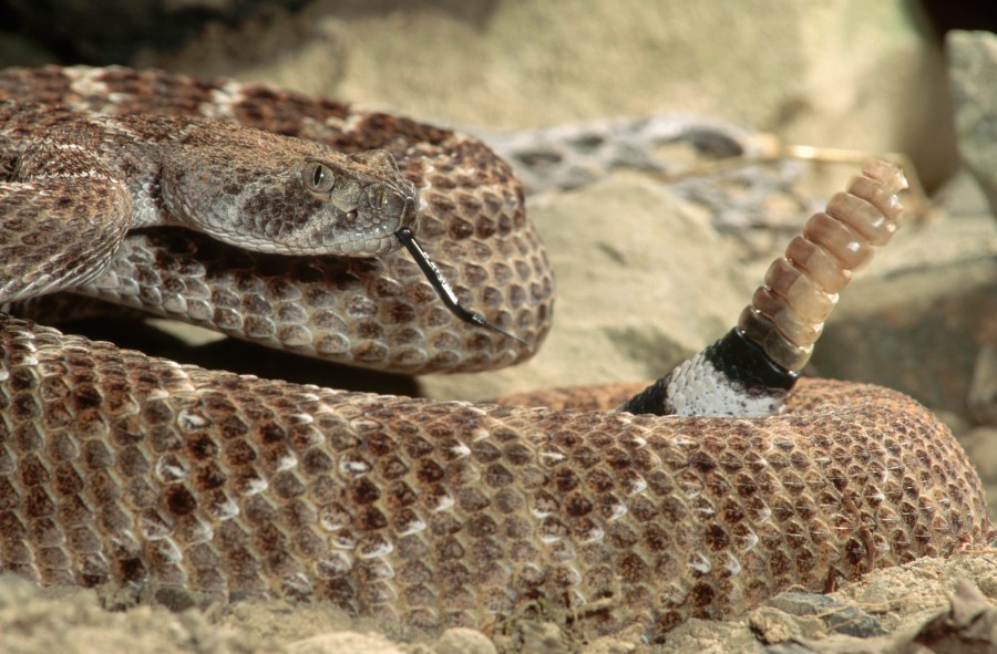 A rattlesnake is seen in a file photo. (iStock/Getty Images Plus)