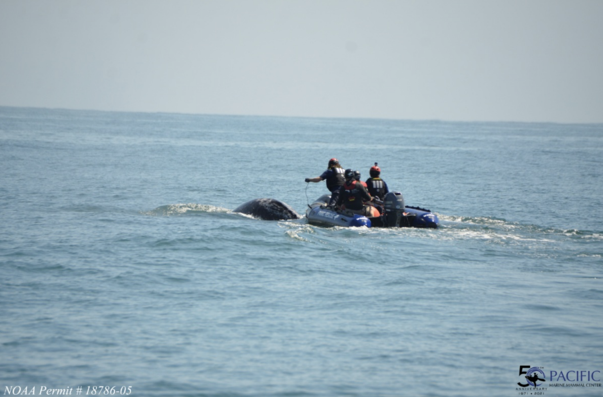 A crew works to free an entangled whale calf off the coast of Orange county in this undated image provided by the Pacific Marine Mammal Center.